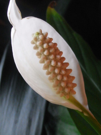 Spathiphllum Wallisii (Spathiphyllum Wallisii)
