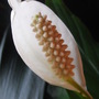 Peace_lily
