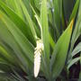 flower bud on lucifer.jpg