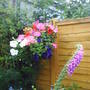 hanging basket 1.jpg
