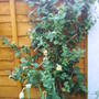 honeysuckle.jpg