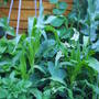 rockets and sweet corns.jpg