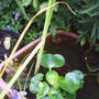 water hyacinth.jpg