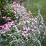 lavender and geranium.jpg