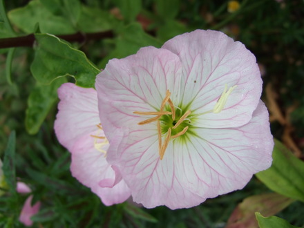 Evening  Primrose flower close-up (Oenothera)