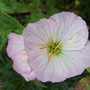 Evening_primrose_bloom