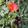 venus poppy.jpg
