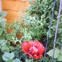 poppy.jpg