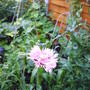 Pink_poppy