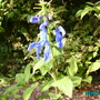 Blue_salvia
