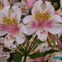 Alstroemeria