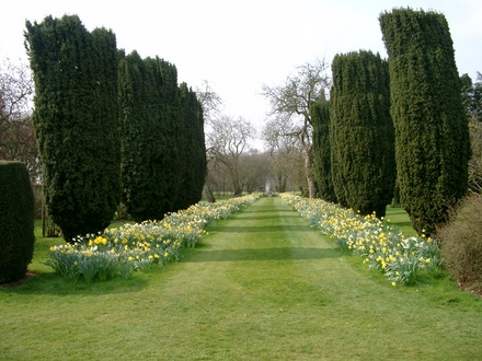 Daffodils and Irish Yews