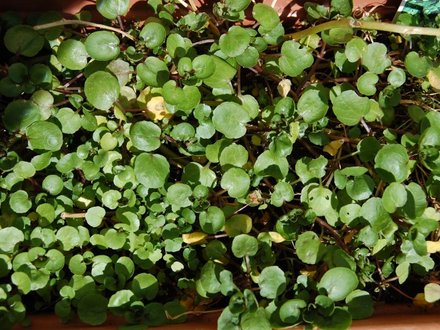 New Cress Growth
