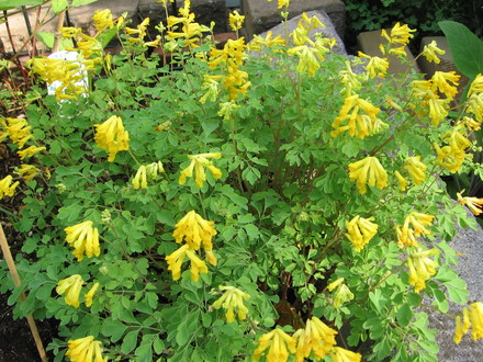 corydalis lutea (corydalis lutea)