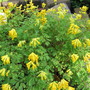 corydalis lutea (corydalis lutea)
