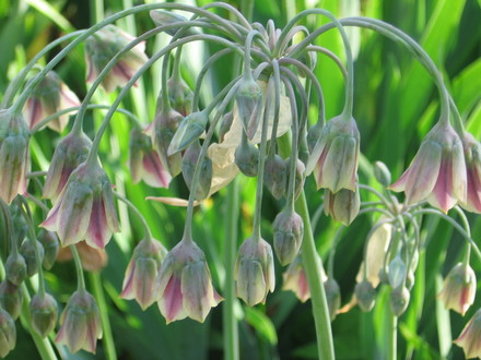 Sicilian Honey Garlic (nectaroscordum) ((nectaroscordum siculum))