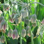 Sicilian Honey Garlic (nectaroscordum) ((nectaroscordum siculum))
