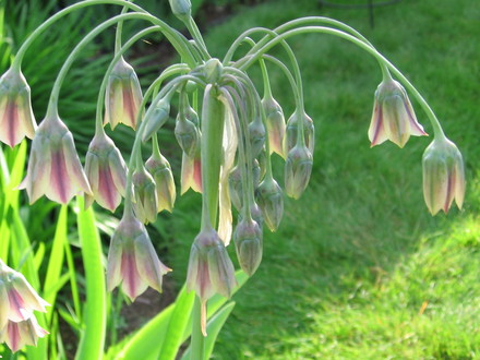 formerly allium siculum  Sicilian honey garlic ((nectaroscordum siculum))