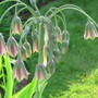 formerly allium siculum  Sicilian honey garlic ((nectaroscordum siculum))