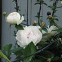 peony (Paeonia officinalis (Double Peony))