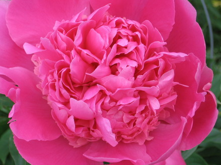 a close up (Paeonia officinalis (Double Peony))