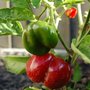Red_pepper