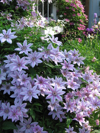 clematis Nelly Moser