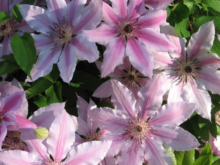 clematis Nelly Moser