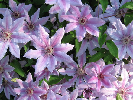clematis Nelly Moser