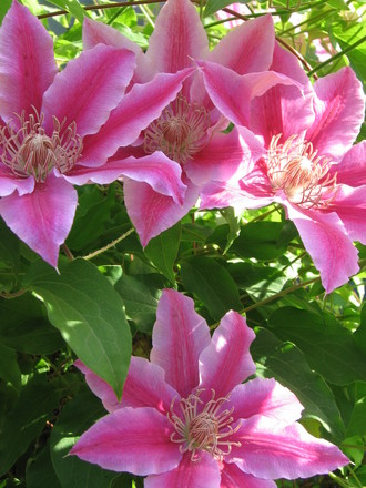 clematis Dr Ruppel