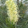 Grevillea_moonlight