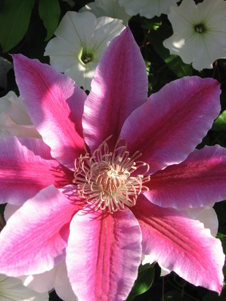 clematis Dr Ruppel