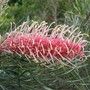 Grevillea_flamingo