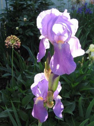 iris (Iris germanica (Orris))