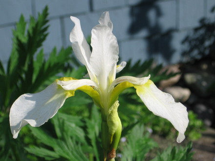 Siberian Iris (Iris sibirica (Siberian iris))