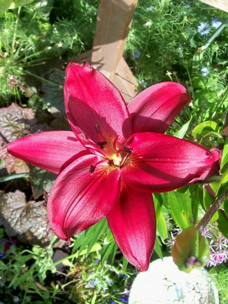 29_6_18.jpg (lilium asiatic 'Dimention')