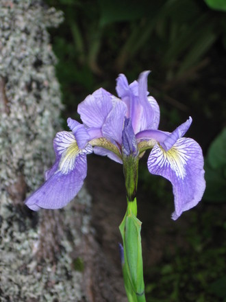 flag iris (Iris sibirica (Siberian iris))