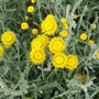 29_6_22.jpg (Santolina chamaecyparissus)