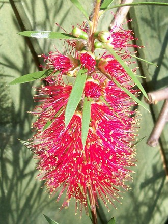 29_6_24.jpg (Callistemon citrinus)