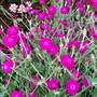 29_6_25.jpg (Lychnis coronaria)