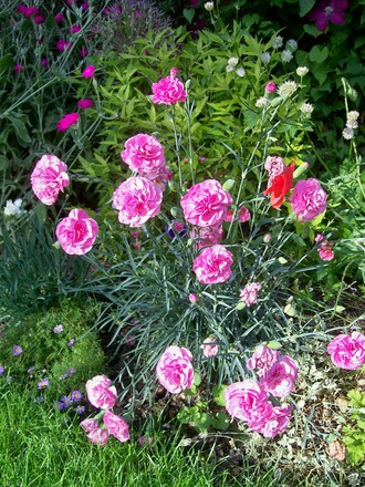 29_6_26.jpg (Dianthus)