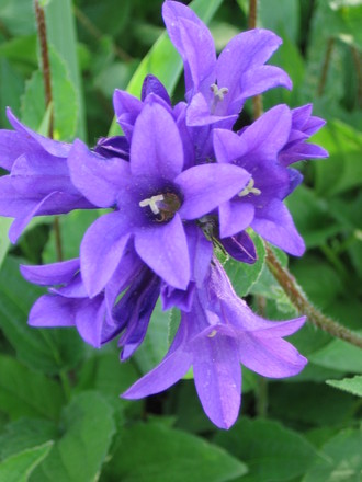 clustered bell flower (Campanula glomerata (Clustered bellflower))
