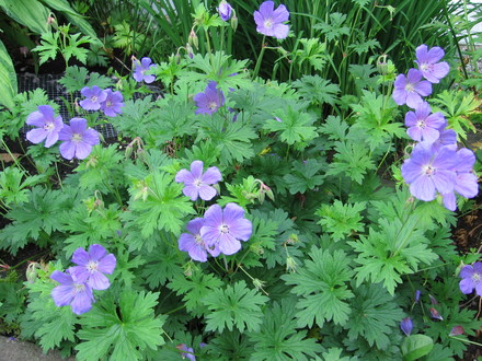 geranium (Geranium cinereum (Hardy geranium))