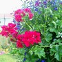 29_6_27.jpg (Pelargonium)