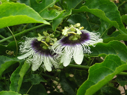 Passiflora (Passiflora edulis (Golden Granadilla))