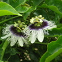 Passiflora edulis (Golden Granadilla)