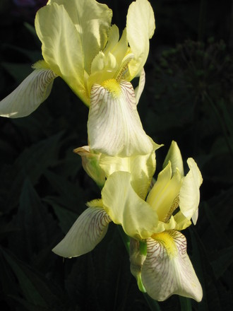 portrait of the cream irises (Iris germanica (Orris))