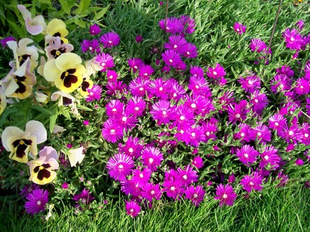 29_6_30.jpg (Delosperma cooperi)