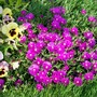 Delosperma cooperi