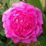 Rosa glauca